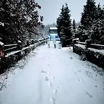 Forest House בקתה